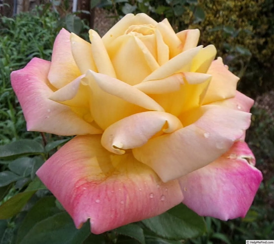 'Tahiti (hybrid tea, Meilland, 1947)' rose photo