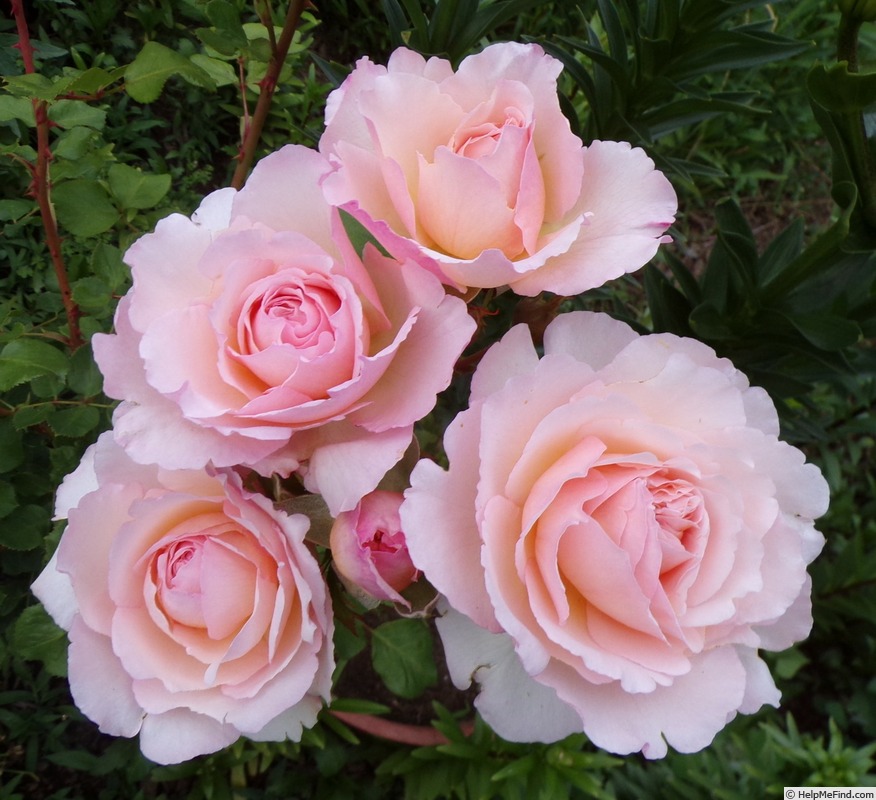 'André le Nôtre ®' rose photo