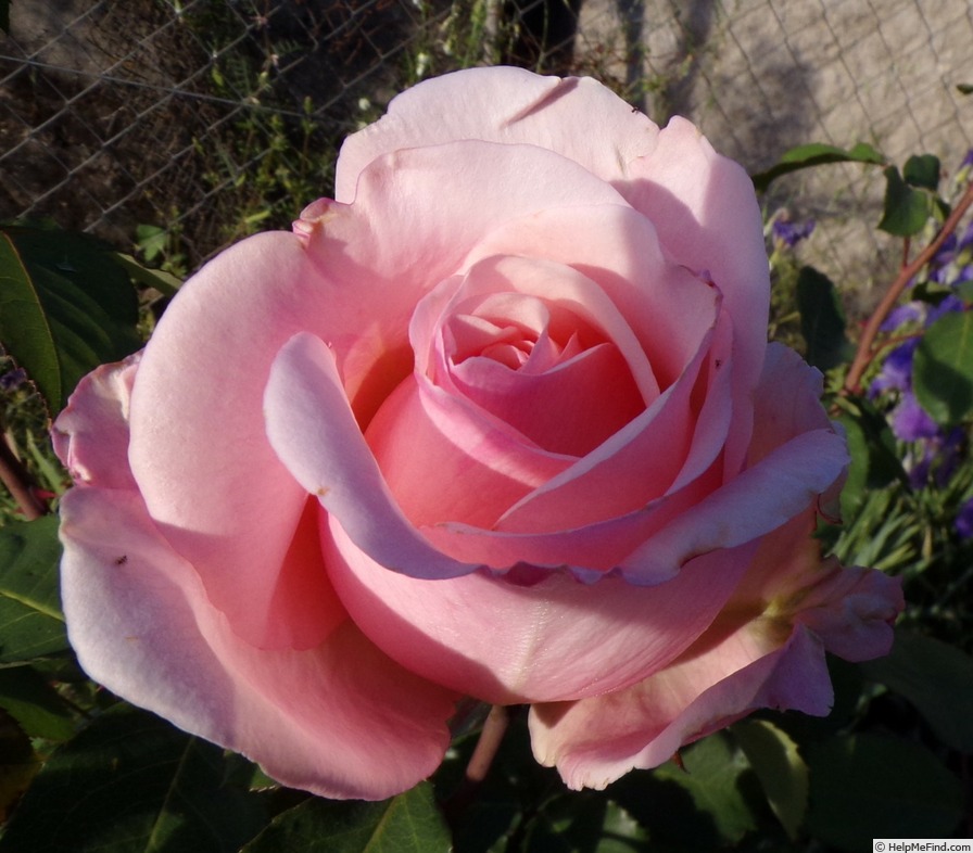'André le Nôtre ®' rose photo