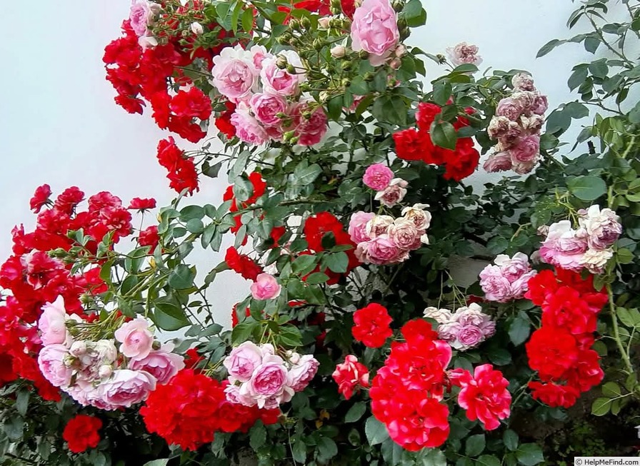 'Climbing Jasmina' rose photo
