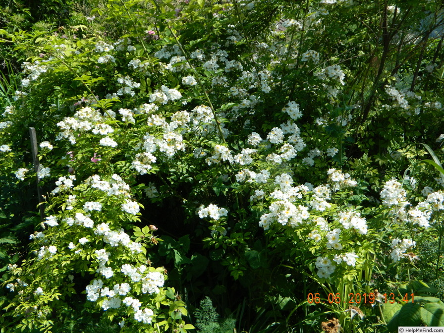 'Rosa helenae 'Semiplena'' rose photo
