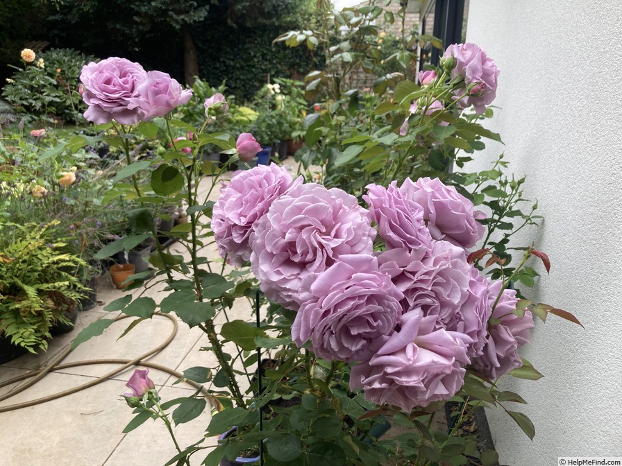 'Love Song (floribunda, Carruth 2011)' rose photo