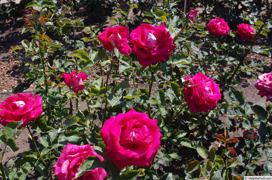 'Monica Bellucci®' rose photo