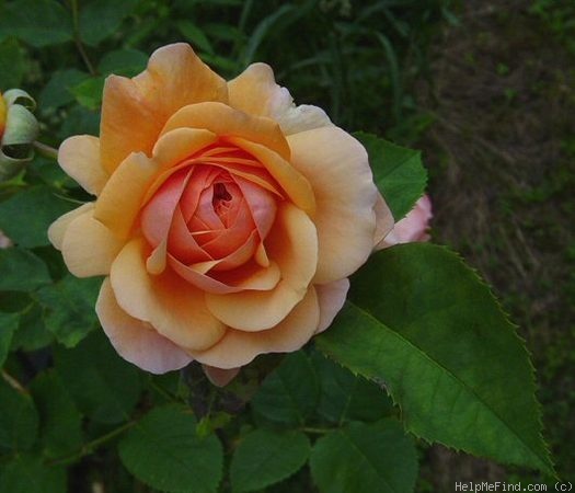 'Aprikola ®' rose photo
