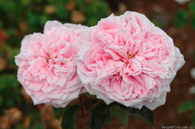 'September Morn' rose photo