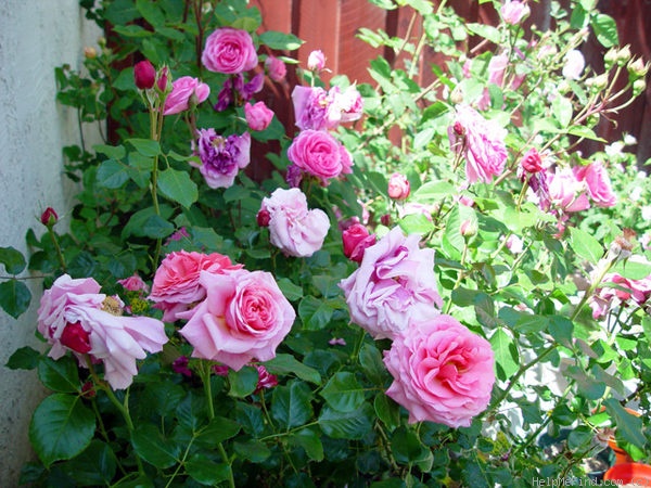 'Aloha (cl. hybrid tea, Boerner before 1949)' rose photo