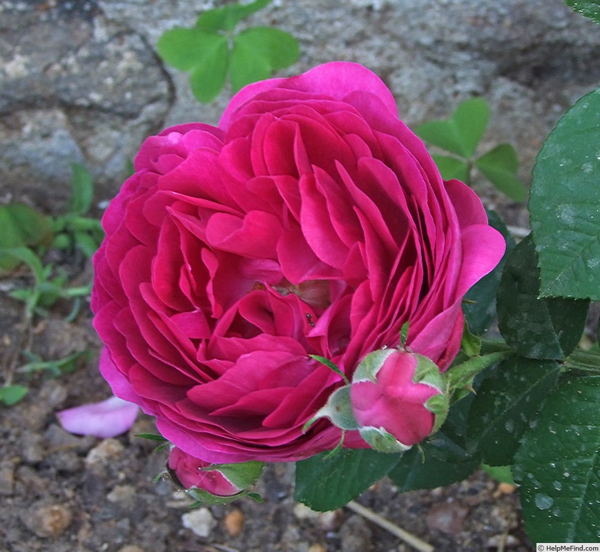 'Great Western (hybrid bourbon, Laffay 1838)' rose photo