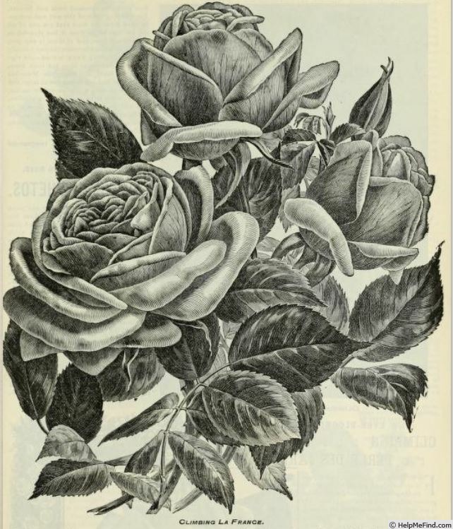 'Climbing La France' rose photo