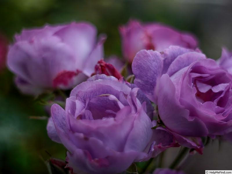 'Blue Moments' rose photo