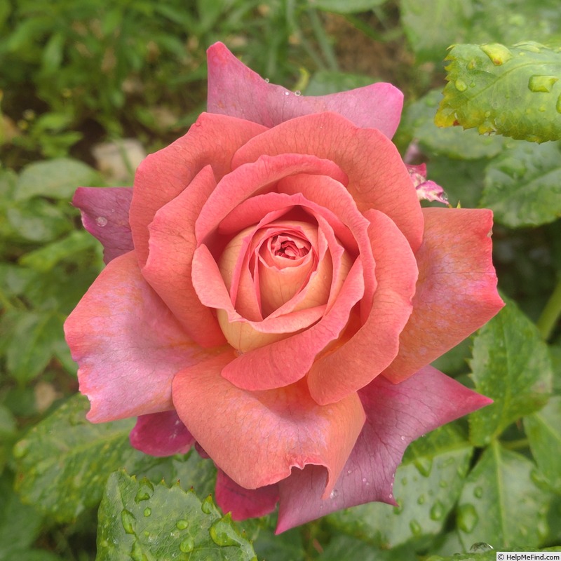 'The Journey' rose photo