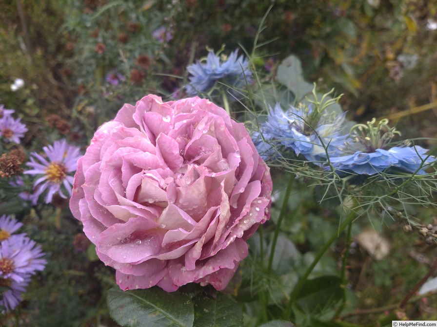 'The Journey' rose photo