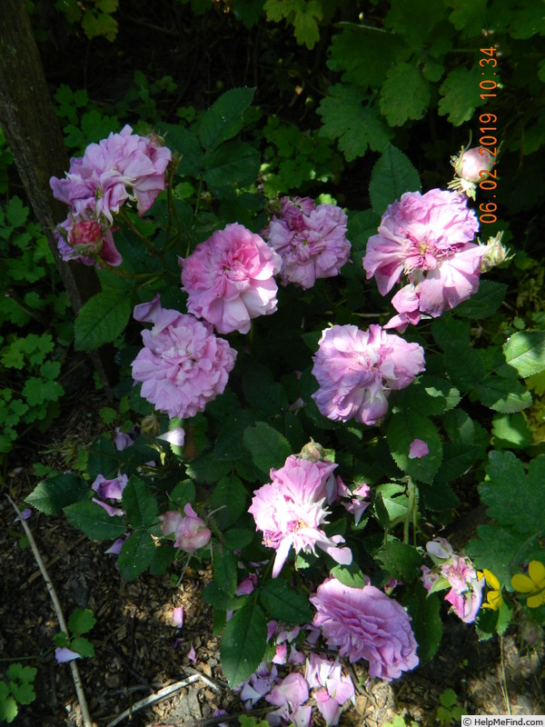'Belle de Crécy (Gallica, Roeser, 1829)' rose photo