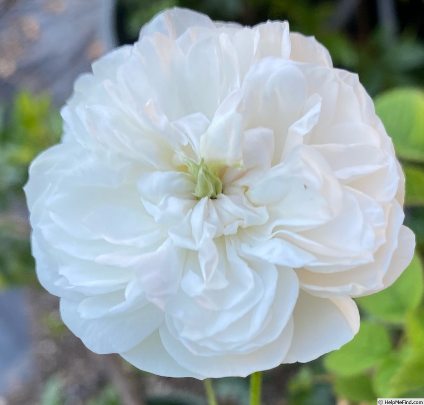 'Armide (alba, Vibert, 1818)' rose photo