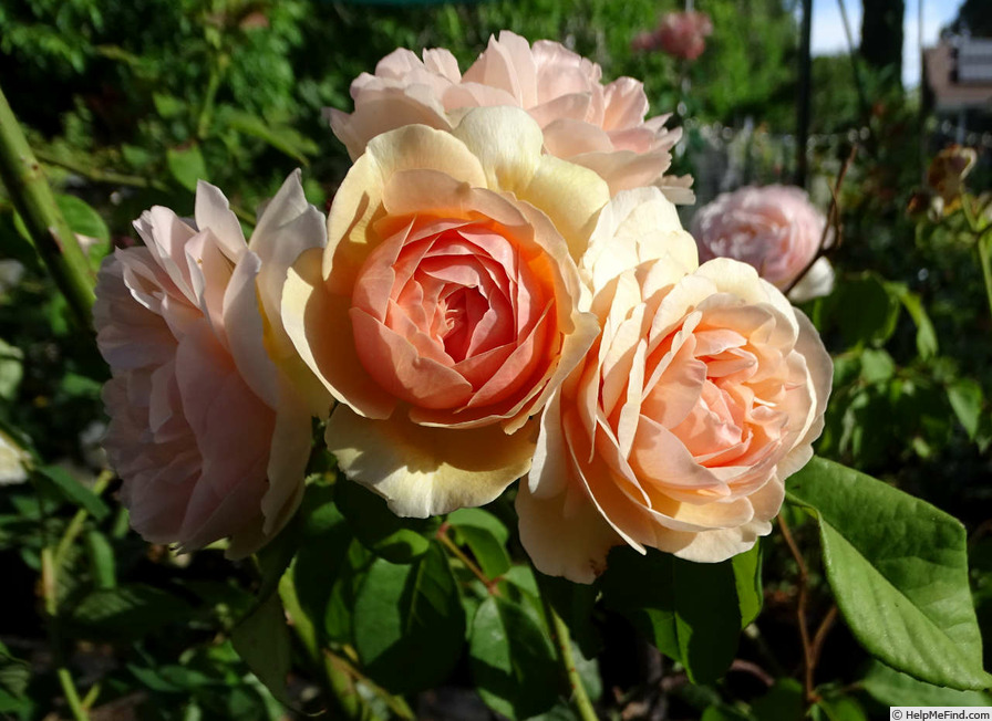 'A Shropshire Lad' rose photo