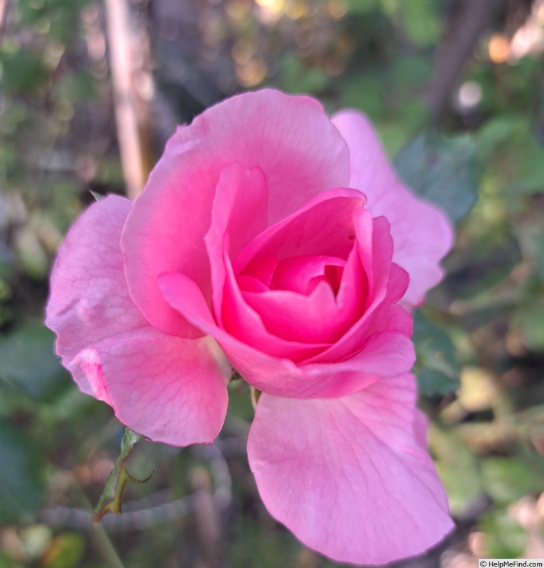 'Bordure Rose No. 2' rose photo