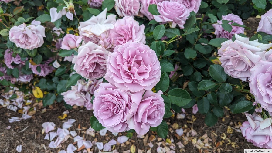 'Love Song (floribunda, Carruth 2011)' rose photo