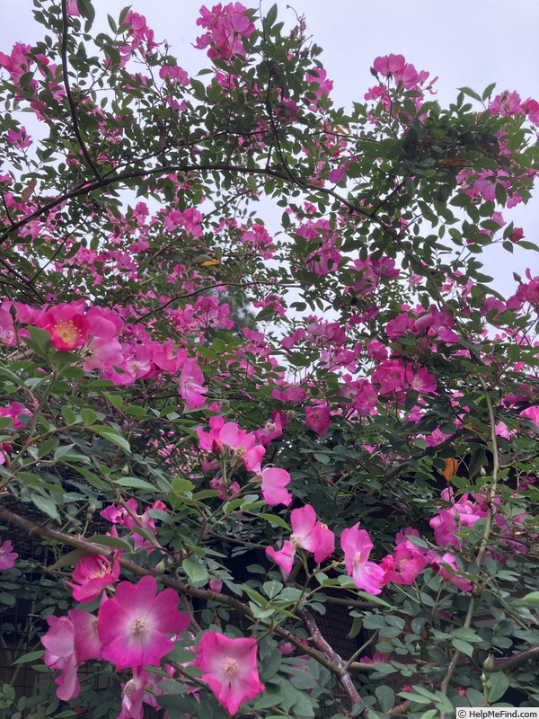 'Pink Clouds (miniature, Moore, 1956)' rose photo