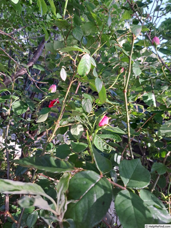 'Olivia Rose Austin ®' rose photo
