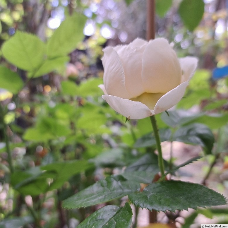 'Madeleine Fayet de Fontfroide' rose photo
