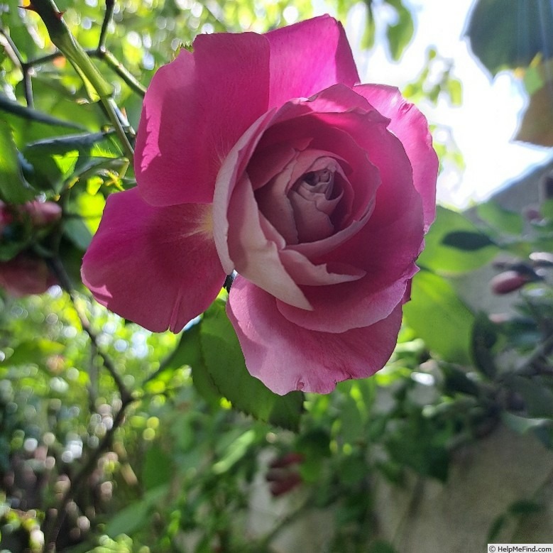 'Baronne Edmond de Rothschild, Cl.' rose photo