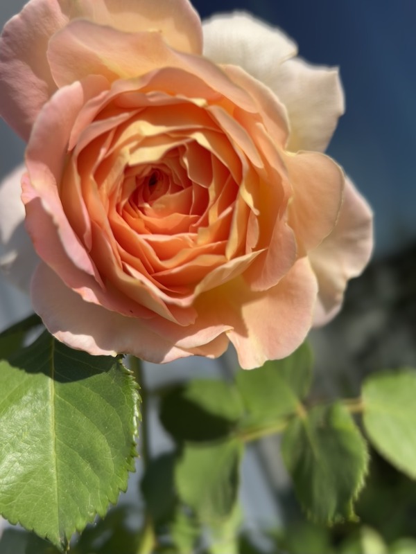 'Fun in the Sun™' rose photo