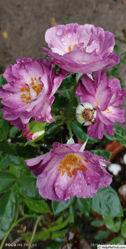 'Blue For You (Floribunda, James 2001)' rose photo