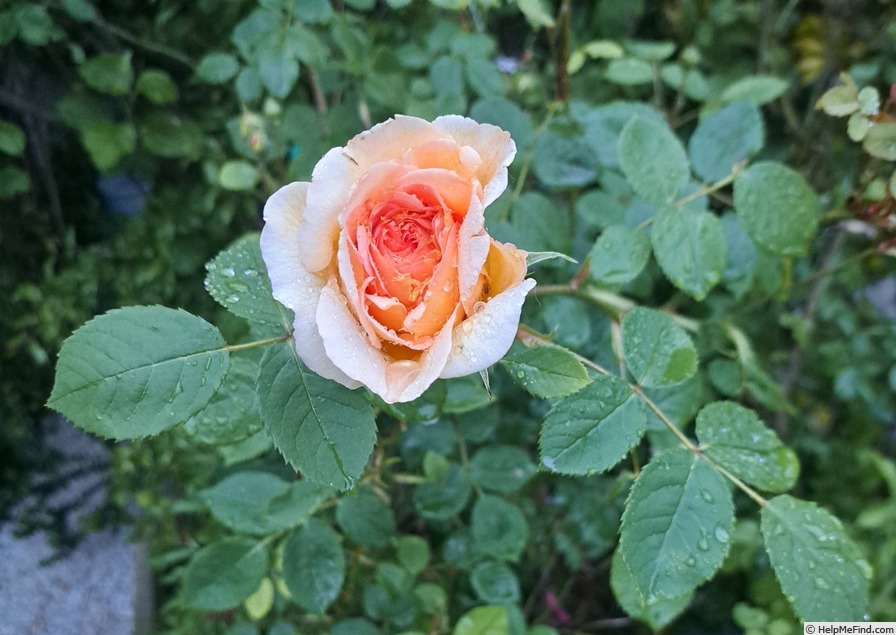 'Bathsheba' rose photo