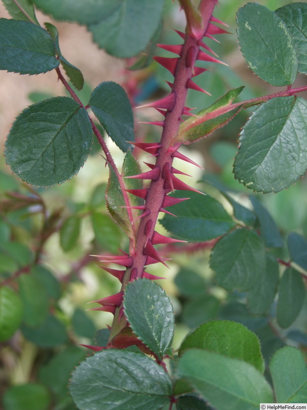 'Feroxia' rose photo