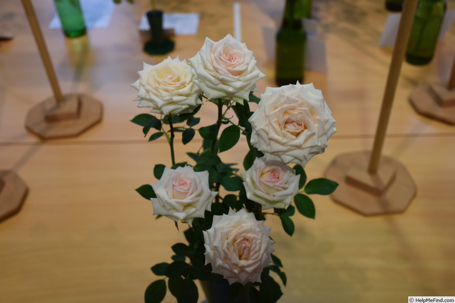 'Irresistible (Miniature, Bennett, 1989)' rose photo