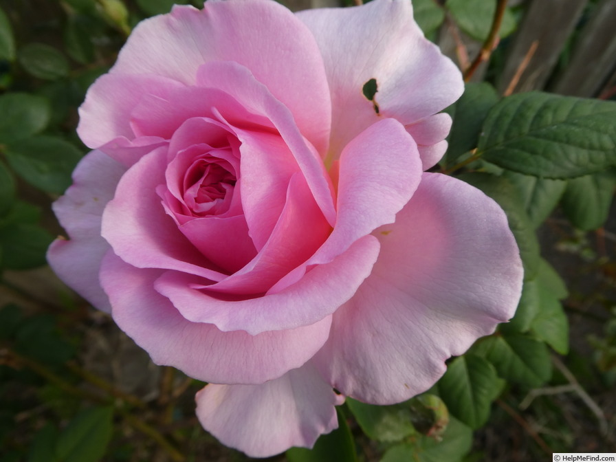 'The Ancient Mariner' rose photo