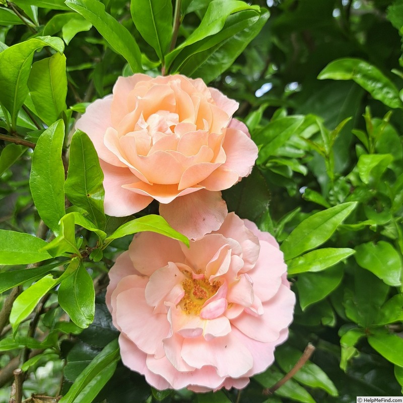 'Botticelli ®' rose photo