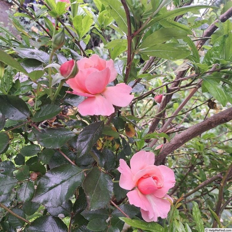 'Botticelli ®' rose photo