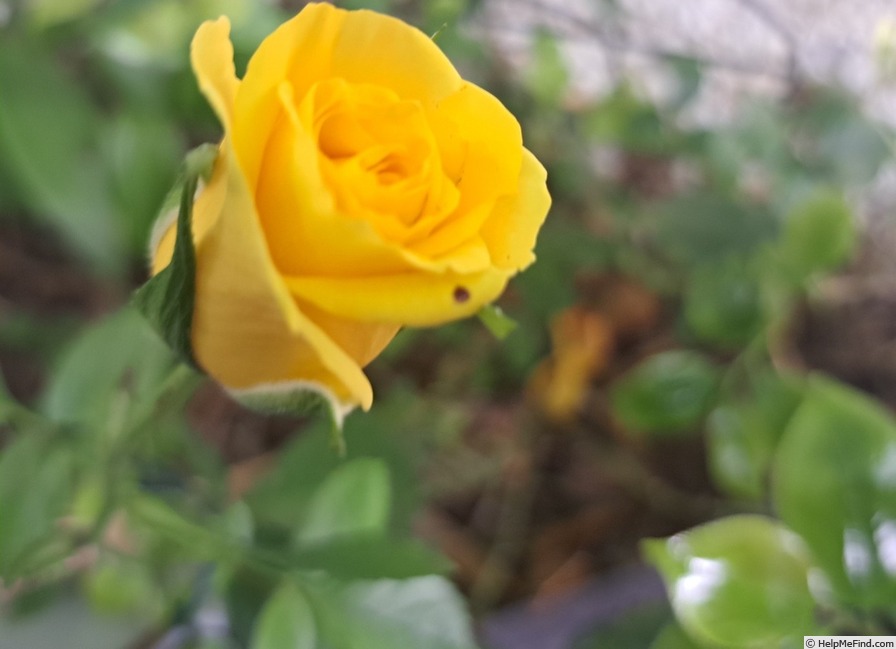 'Anny Duperey ®' rose photo