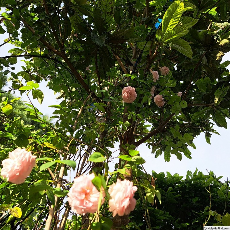 'Barbara Austin' rose photo