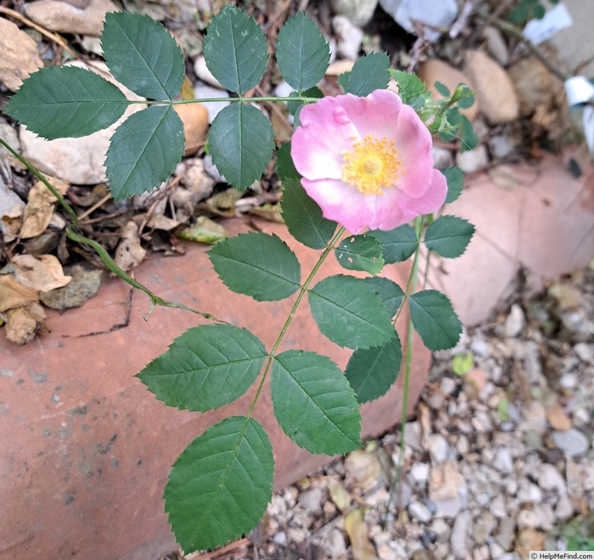 'Rosa Pendulina Bourgogne' rose photo