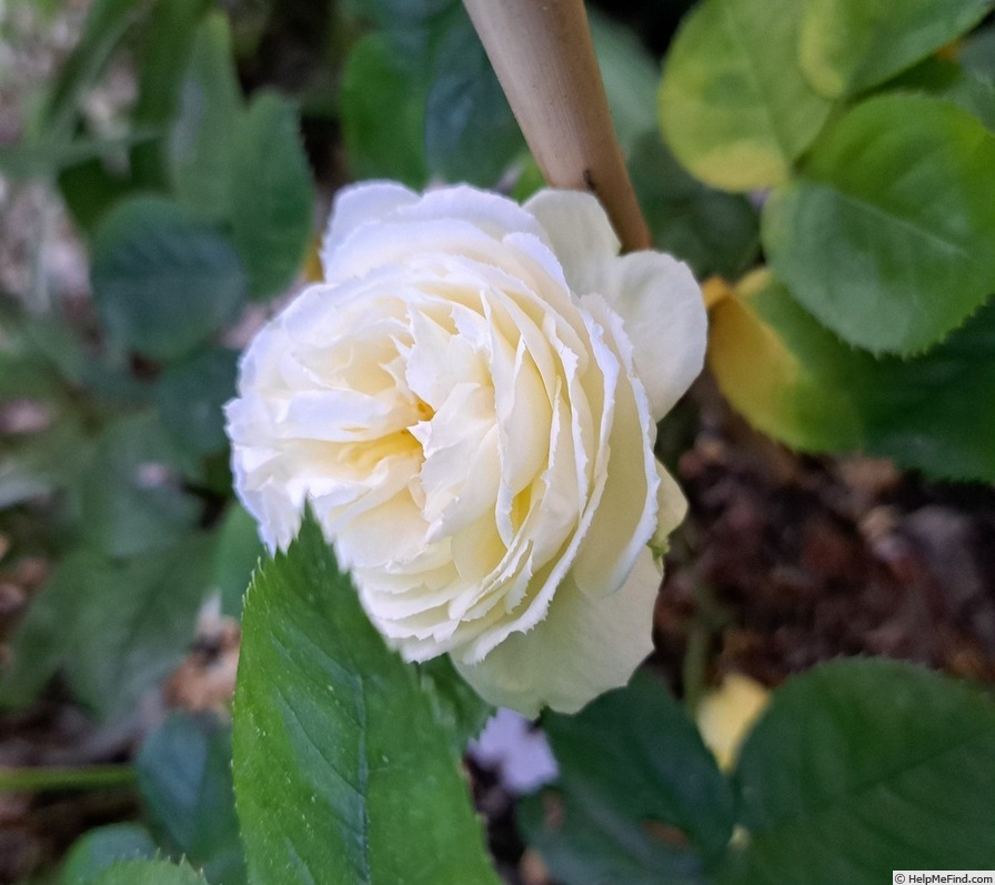 'Madeleine Fayet de Fontfroide' rose photo