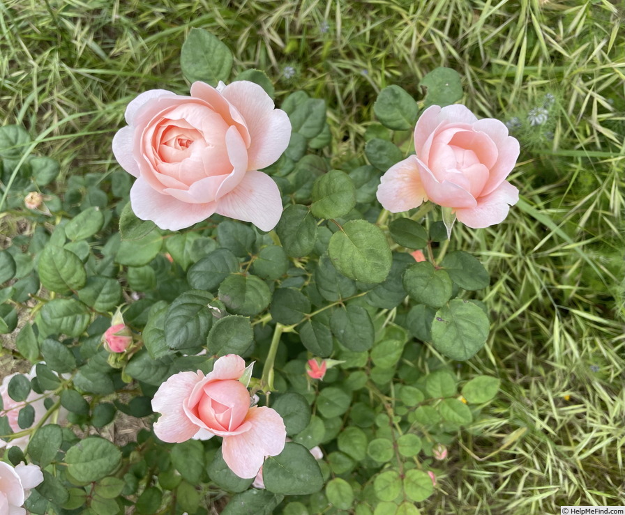 'Queen of Sweden' rose photo