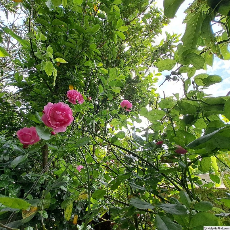 'Volare ® (climber, Adam 2014)' rose photo