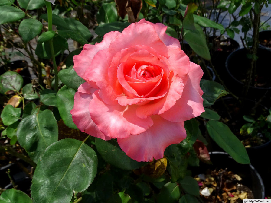 'Marie Caroline ®' rose photo