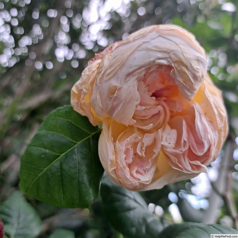 'Guillot no. 1' rose photo