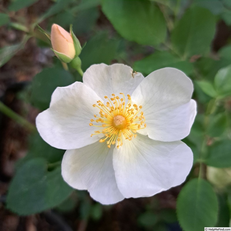 'Kew Gardens' rose photo