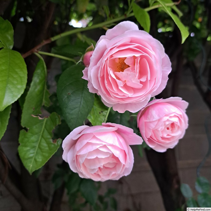 'Billet Doux' rose photo