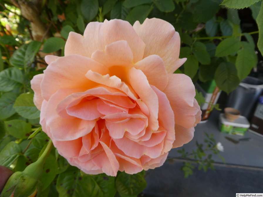 'Polka ™ (climber, Mouchotte/Meilland 1991)' rose photo