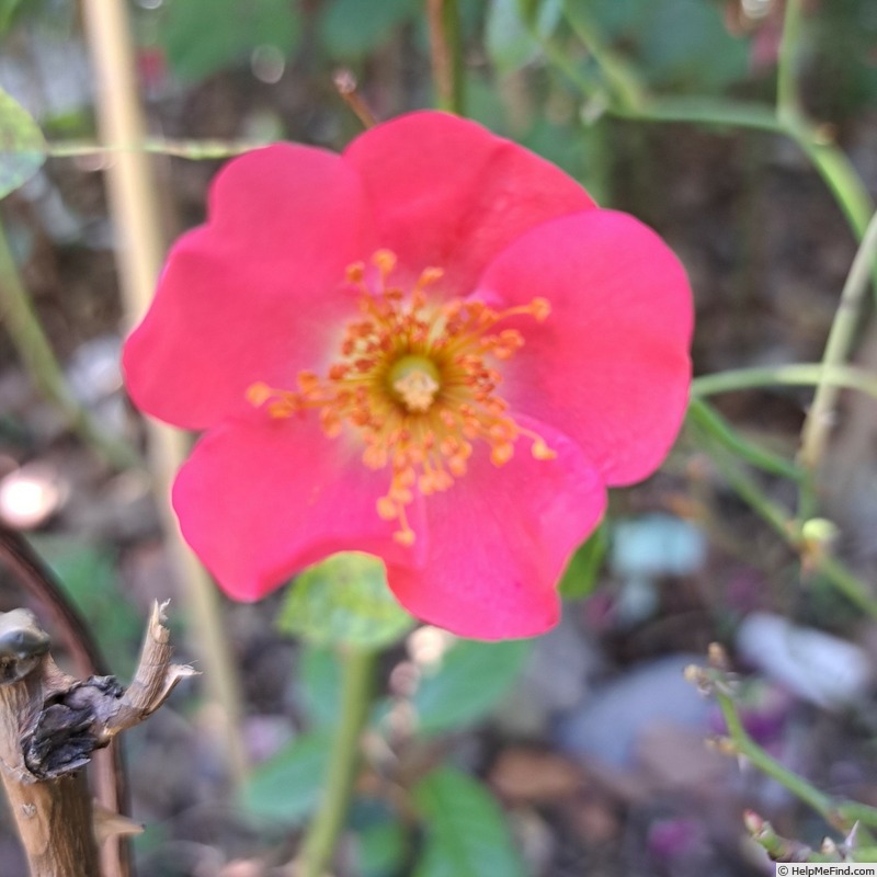 'Douceur Normande ®' rose photo