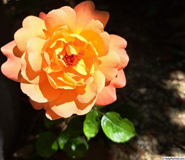 'Jardin d'Entêoulet ®' rose photo