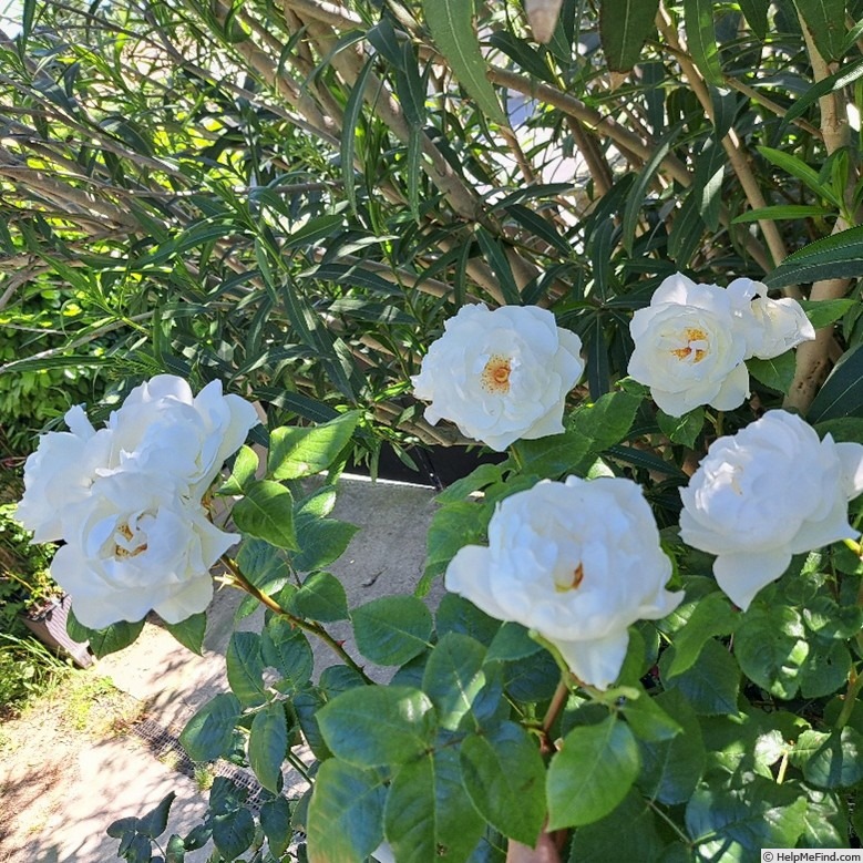 'Azay-le-Rideau ®' rose photo