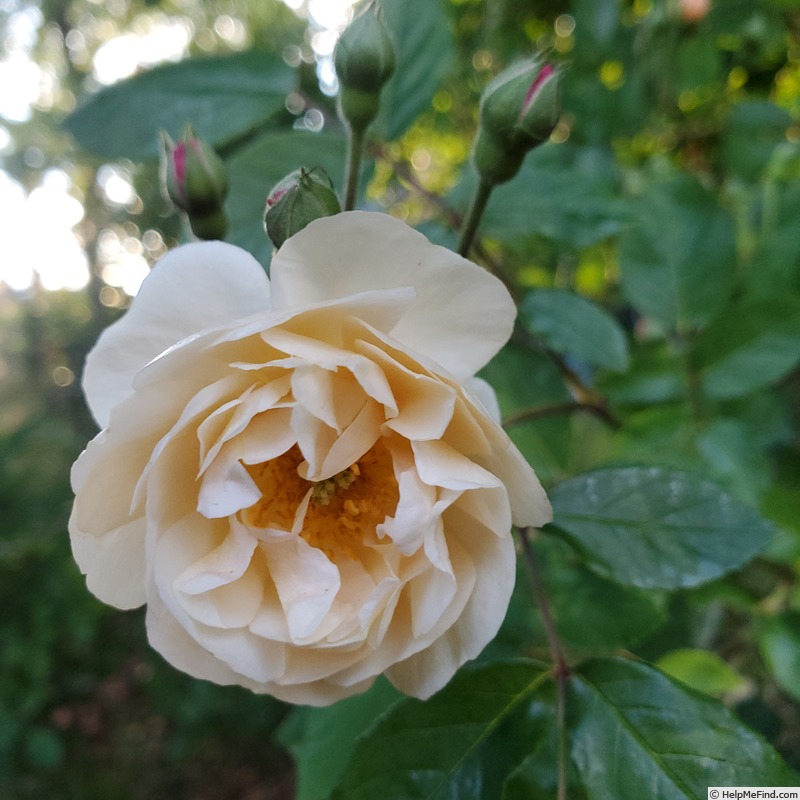 'Cornelia (Hybrid Musk, Pemberton, 1925)' rose photo