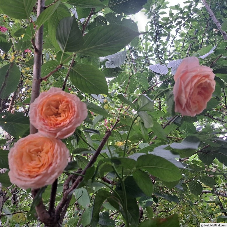 'Domaine de Chantilly®' rose photo
