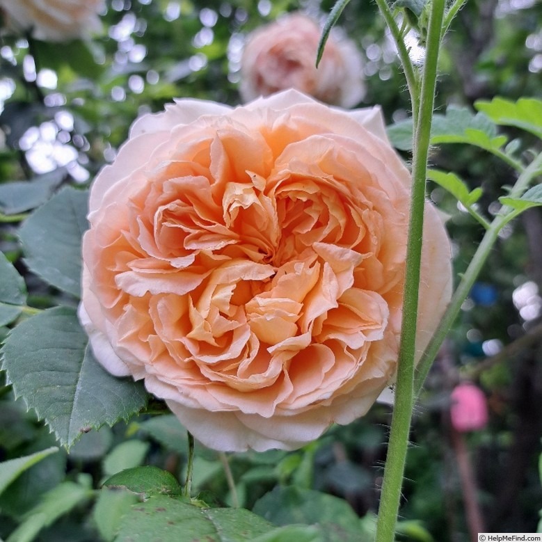 'Bathsheba' rose photo