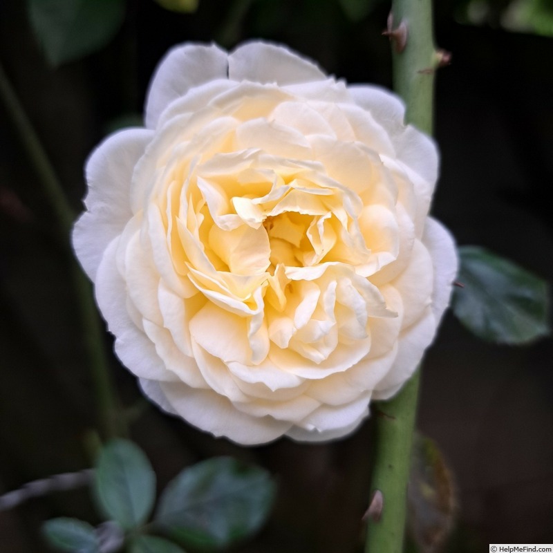 'Covent Garden (floribunda, Harkness 1999)' rose photo